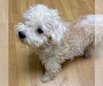 Small #3 Maltipoo