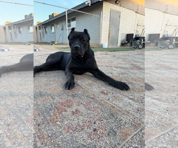 Medium Photo #4 Mutt Puppy For Sale in Goodyear, AZ, USA