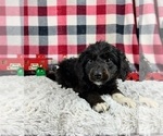 Small Photo #1 Aussiedoodle Miniature  Puppy For Sale in GREENWOOD, IN, USA