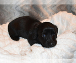Small Photo #10 Dachshund Puppy For Sale in BENTON, AR, USA