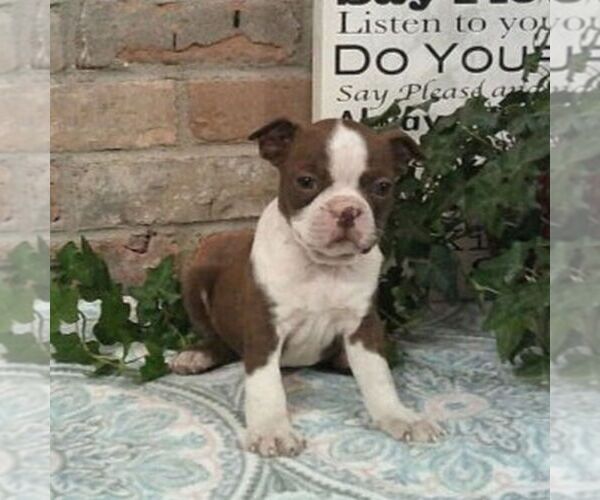 Medium Photo #3 Boston Terrier Puppy For Sale in HOT SPRINGS, SD, USA