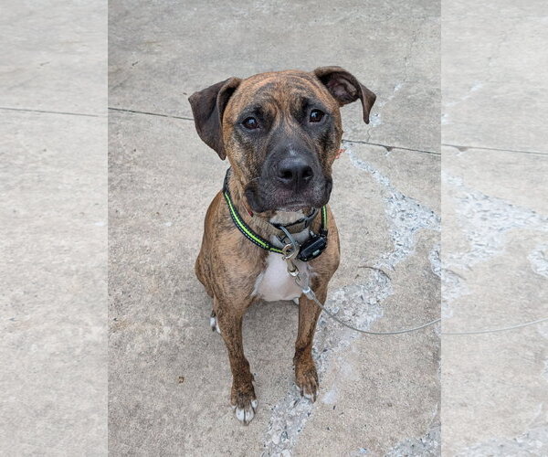 Medium Photo #1 Boxer-Unknown Mix Puppy For Sale in Doylestown, PA, USA