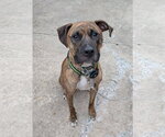 Small Boxer Mix