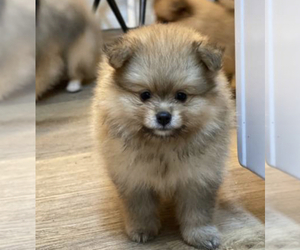 Pomeranian Puppy for sale in VENICE, CA, USA