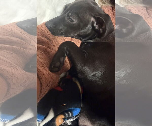 Medium Photo #4 Labrador Retriever-Staffordshire Bull Terrier Mix Puppy For Sale in Aurora, CO, USA