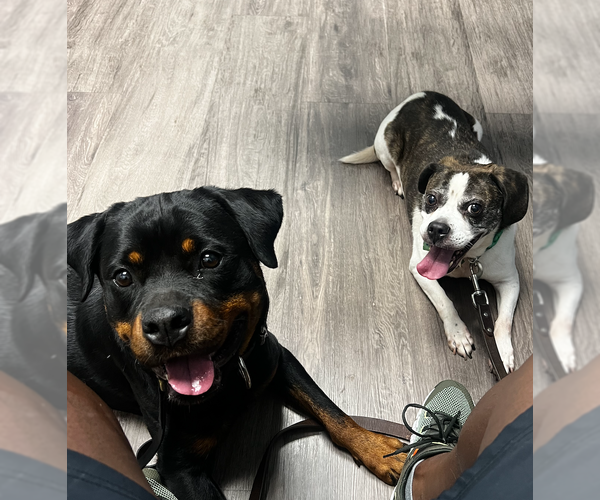 Medium Photo #3 Rottweiler-Unknown Mix Puppy For Sale in Decatur, GA, USA