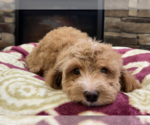 Goldendoodle Puppy for sale in NOBLESVILLE, IN, USA