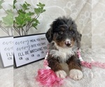 Small #2 Bernedoodle (Miniature)