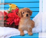 Small Photo #1 Goldendoodle Puppy For Sale in GAP, PA, USA