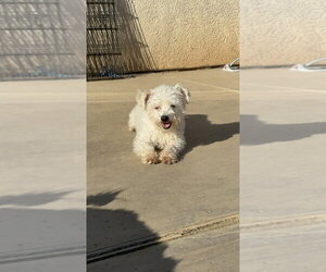 Benson #2578 - Male Poodle (Miniature) Dog for Adoption - Photo #2