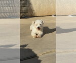 Small Photo #2 Poodle (Miniature) Puppy For Sale in Studio City, CA, USA
