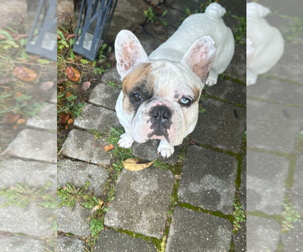 Medium Photo #3 French Bulldog Puppy For Sale in Brights Grove, Ontario, Canada