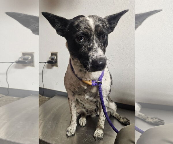 Medium Photo #1 Mutt Puppy For Sale in Las Vegas, NM, USA