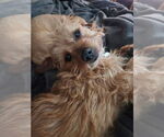 Small Norwich Terrier Mix