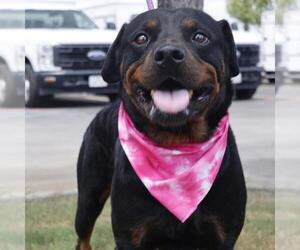 Rottweiler Dogs for adoption in San Antonio, TX, USA