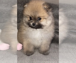 Pomeranian Puppy for Sale in PORTLAND, Maine USA