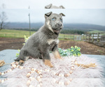 Small Photo #4 German Shepherd Dog Puppy For Sale in REBERSBURG, PA, USA