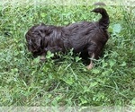 Small #12 Aussiedoodle
