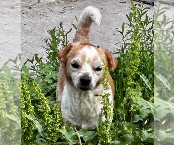 Medium Photo #3 Chihuahua Puppy For Sale in Boonton, NJ, USA