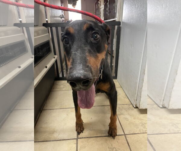 Medium Photo #1 Doberman Pinscher Puppy For Sale in El Centro, CA, USA