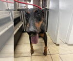Small Doberman Pinscher