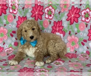 Goldendoodle Puppy for sale in LANCASTER, PA, USA