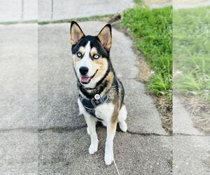 Huskies -Unknown Mix Dogs for adoption in Euless, TX, USA