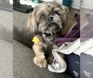 Mother of the Shih Tzu puppies born on 12/26/2025