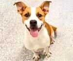 Small #1 American Pit Bull Terrier Mix