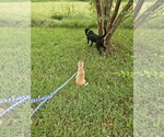 Small #9 Chiweenie