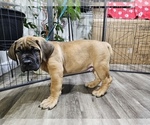 Puppy White Boerboel