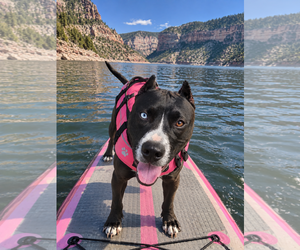 Siberian Husky-Unknown Mix Dogs for adoption in MIDWAY, UT, USA