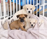 Lola's pups - Male Cockeranian Dog for Adoption - Small photo