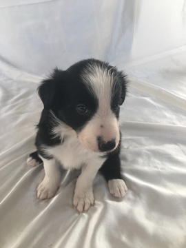 Medium Photo #4 Border Collie Puppy For Sale in GUSTINE, CA, USA