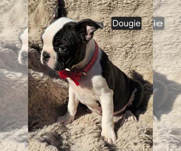Medium Photo #6 Boston Terrier Puppy For Sale in POMEROY, OH, USA