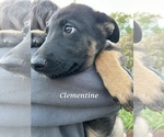 Small Photo #9 German Shepherd Dog-Siberian Husky Mix Puppy For Sale in COLUMBUS, OH, USA