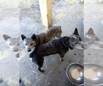 Small Photo #1 Australian Cattle Dog Puppy For Sale in BREWSTER, CO, USA