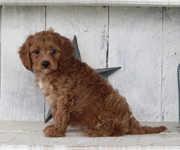 Medium Photo #1 Cavapoo Puppy For Sale in FREDERICKSBURG, OH, USA