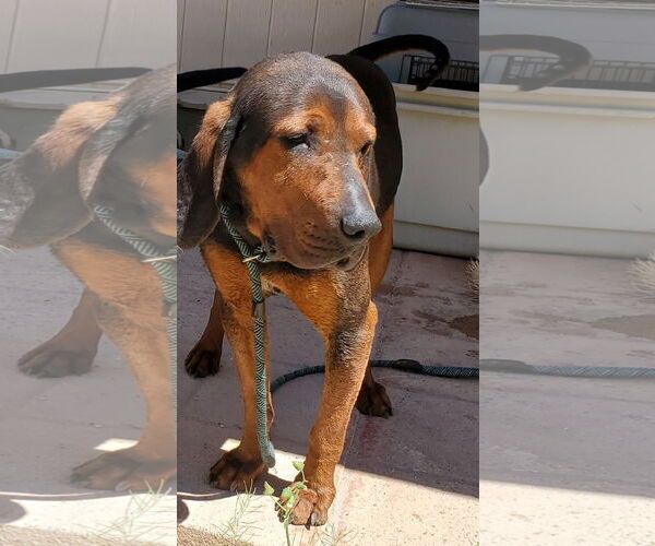 Medium Photo #3 Bluetick Coonhound-Redbone Coonhound Mix Puppy For Sale in Tucson, AZ, USA