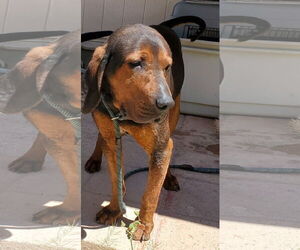 Carter - Male Bluetick Coonhound-Redbone Coonhound Mix Dog for Adoption - Photo #3