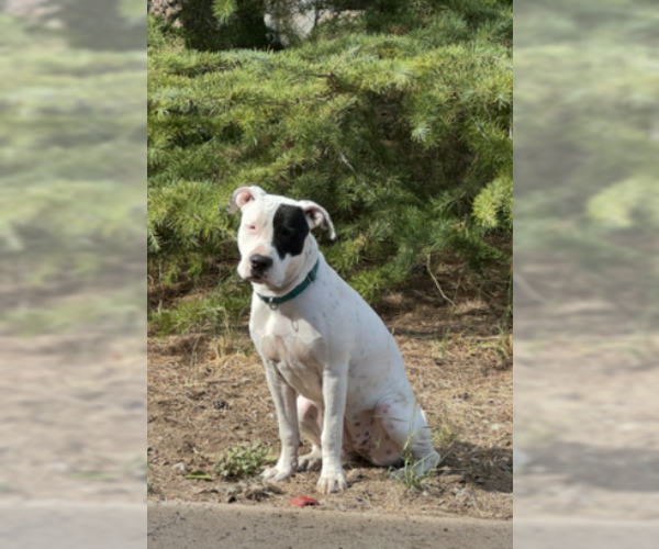 Medium Photo #5 Bulldog-Staffordshire Bull Terrier Mix Puppy For Sale in Chandler, AZ, USA