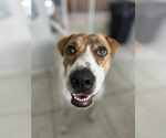 Small #3 Labrador Retriever Mix