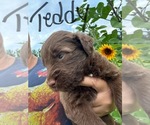 Puppy Teddy Aussiedoodle