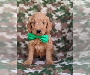 Goldendoodle Puppy for sale in OXFORD, PA, USA