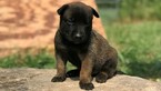 Small Photo #4 Belgian Malinois Puppy For Sale in WEST PLAINS, MO, USA