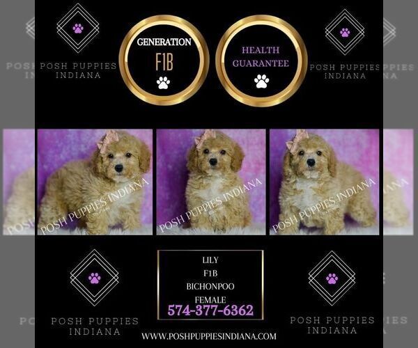 Medium Photo #2 Poodle (Miniature) Puppy For Sale in WARSAW, IN, USA