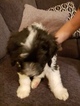Small Photo #4 Sheepadoodle Puppy For Sale in TIERRA BUENA, CA, USA