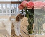 Small Photo #15 Miniature Labradoodle Puppy For Sale in SAN DIEGO, CA, USA