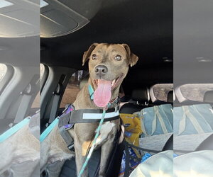 Millicent aka Millie - Female American Pit Bull Terrier-Labrador Retriever Mix Dog for Adoption - Photo #15