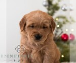 Small #4 Golden Retriever